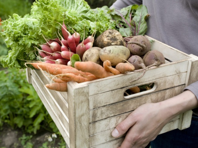 Спасают ли органические продукты от рака?