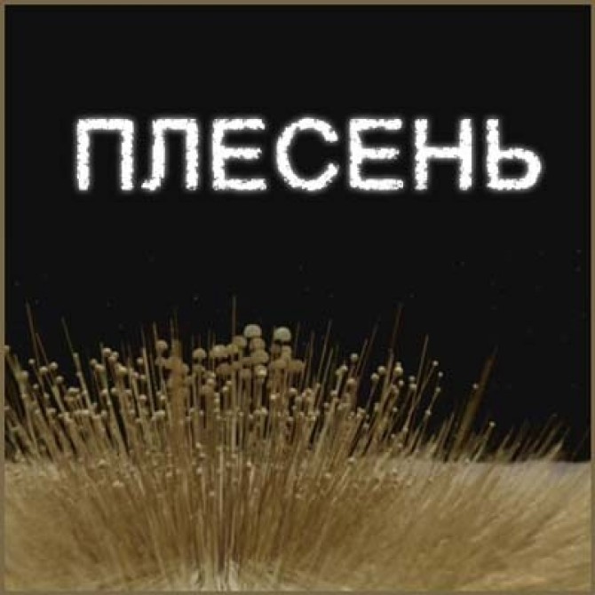 Нет - влажности и плесени!