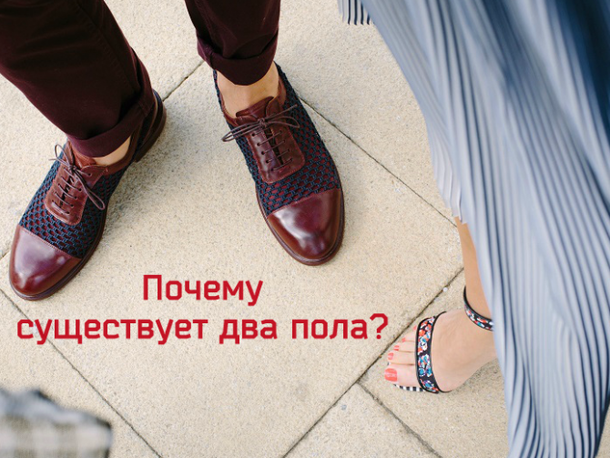 Эволюционная теория пола