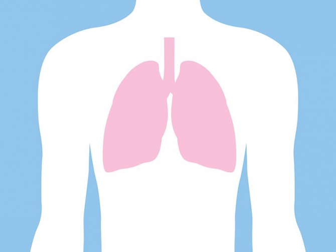 organ lungs