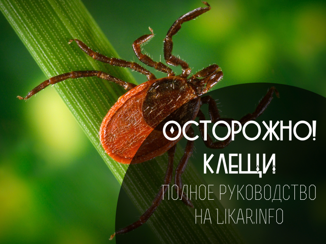 Как вытащить клеща. Чем опасен его укус