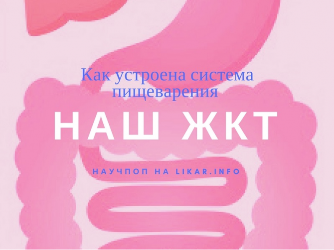 Что мы знаем о пищеварительной системе человека – 6 популярных видео по анатомии